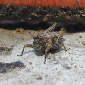 Tetrigidae (family) at Fadden, ACT - 5 Sep 2018