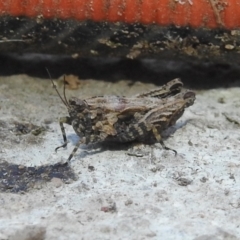 Tetrigidae (family) at Fadden, ACT - 5 Sep 2018