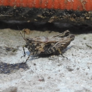 Tetrigidae (family) at Fadden, ACT - 5 Sep 2018