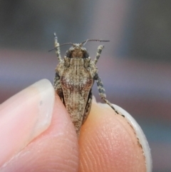 Tetrigidae (family) at Fadden, ACT - 5 Sep 2018