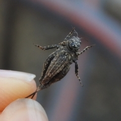 Tetrigidae (family) at Fadden, ACT - 5 Sep 2018