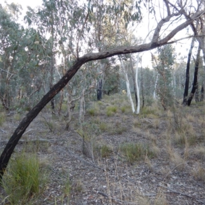 Papyrius nitidus (Shining Coconut Ant) at Aranda Bushland - 19 Jul 2018 by CathB