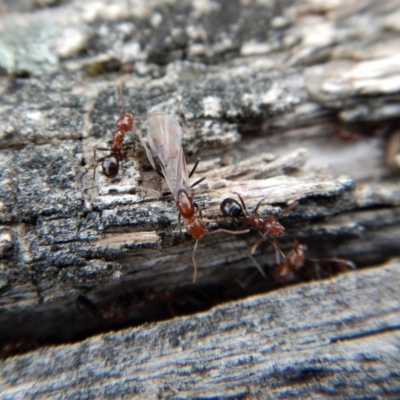 Papyrius nitidus (Shining Coconut Ant) at Aranda Bushland - 9 Sep 2018 by CathB