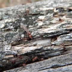 Papyrius nitidus at Belconnen, ACT - 9 Sep 2018