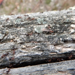 Papyrius nitidus at Belconnen, ACT - 9 Sep 2018