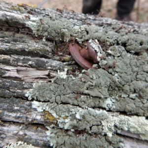 Papyrius nitidus at Belconnen, ACT - 9 Sep 2018