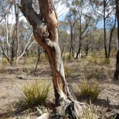 Papyrius nitidus (Shining Coconut Ant) at Aranda Bushland - 9 Sep 2018 by CathB