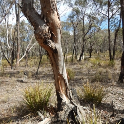 Papyrius nitidus (Shining Coconut Ant) at Aranda Bushland - 9 Sep 2018 by CathB