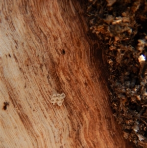 Papyrius nitidus at Belconnen, ACT - 9 Sep 2018