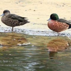 Anas castanea (Chestnut Teal) at Undefined - 6 Sep 2018 by Charles Dove