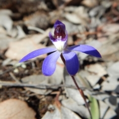 Cyanicula caerulea (Blue Fingers, Blue Fairies) at Aranda Bushland - 9 Sep 2018 by CathB