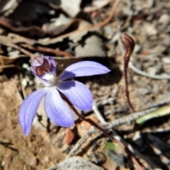 Cyanicula caerulea at Aranda, ACT - 9 Sep 2018