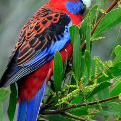 Platycercus elegans (Crimson Rosella) at South Pacific Heathland Reserve - 4 Sep 2018 by Charles Dove