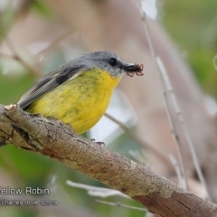 Eopsaltria australis (Eastern Yellow Robin) at Ulladulla, NSW - 5 Sep 2018 by CharlesDove