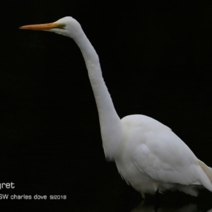 Ardea alba at undefined - 7 Sep 2018