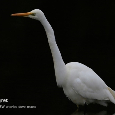 Ardea alba (Great Egret) at Undefined - 7 Sep 2018 by CharlesDove