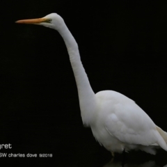 Ardea alba (Great Egret) at Undefined - 6 Sep 2018 by Charles Dove