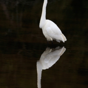 Ardea alba at undefined - 7 Sep 2018 12:00 AM