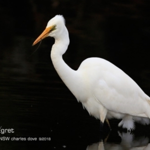 Ardea alba at undefined - 7 Sep 2018 12:00 AM