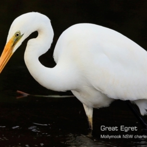 Ardea alba at undefined - 7 Sep 2018