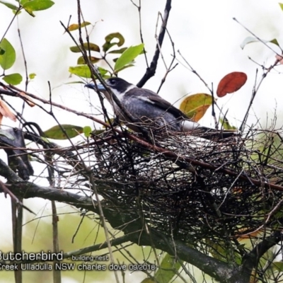 Cracticus torquatus (Grey Butcherbird) at Ulladulla - Millards Creek - 5 Sep 2018 by CharlesDove