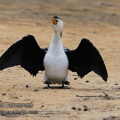 Microcarbo melanoleucos (Little Pied Cormorant) at Undefined - 6 Sep 2018 by Charles Dove