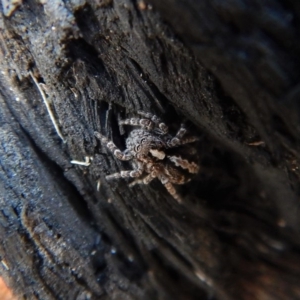 Euophryinae sp. (Mr Stripey) undescribed at Belconnen, ACT - 5 Sep 2018 02:53 PM