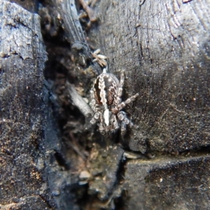 Euophryinae sp. (Mr Stripey) undescribed at Belconnen, ACT - 5 Sep 2018 02:53 PM