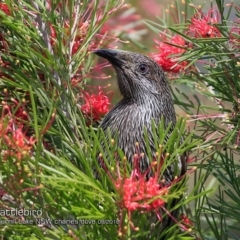 Anthochaera chrysoptera (Little Wattlebird) at Wairo Beach and Dolphin Point - 5 Sep 2018 by CharlesDove