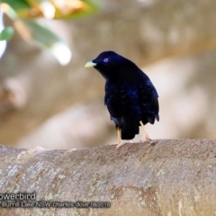 Ptilonorhynchus violaceus (Satin Bowerbird) at Burrill Lake, NSW - 5 Sep 2018 by CharlesDove