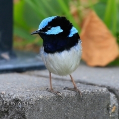 Malurus cyaneus (Superb Fairywren) at Undefined - 7 Sep 2018 by Charles Dove