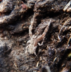 Stephanopis sp. (genus) (Knobbly crab spider) at Belconnen, ACT - 7 Sep 2018 by CathB