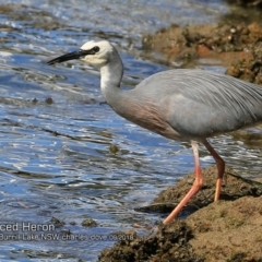 Egretta novaehollandiae (White-faced Heron) at Burrill Lake, NSW - 5 Sep 2018 by CharlesDove