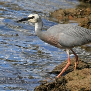 Egretta novaehollandiae at Burrill Lake, NSW - 5 Sep 2018