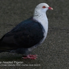 Columba leucomela (White-headed Pigeon) at Ulladulla, NSW - 7 Sep 2018 by CharlesDove