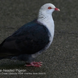 Columba leucomela at Ulladulla, NSW - 7 Sep 2018