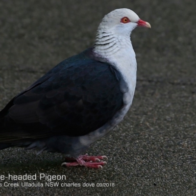 Columba leucomela (White-headed Pigeon) at Ulladulla, NSW - 7 Sep 2018 by CharlesDove