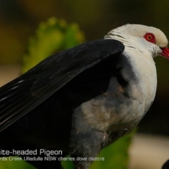 Columba leucomela at Ulladulla, NSW - 7 Sep 2018 12:00 AM