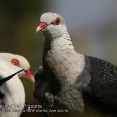 Columba leucomela at Ulladulla, NSW - 7 Sep 2018 12:00 AM