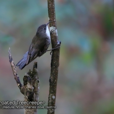 Cormobates leucophaea (White-throated Treecreeper) at Ulladulla - Millards Creek - 5 Sep 2018 by Charles Dove