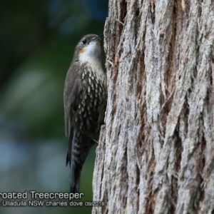 Cormobates leucophaea at Ulladulla, NSW - 6 Sep 2018 12:00 AM