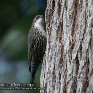 Cormobates leucophaea at Ulladulla, NSW - 6 Sep 2018