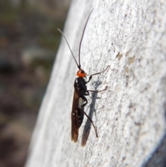 Callibracon capitator (White Flank Black Braconid Wasp) at Aranda Bushland - 7 Sep 2018 by CathB