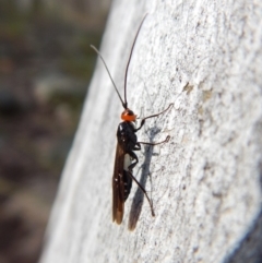 Callibracon capitator (White Flank Black Braconid Wasp) at Belconnen, ACT - 7 Sep 2018 by CathB