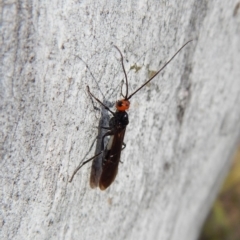 Callibracon capitator at Belconnen, ACT - 7 Sep 2018 02:49 PM