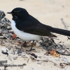 Rhipidura leucophrys (Willie Wagtail) at Undefined - 7 Sep 2018 by Charles Dove