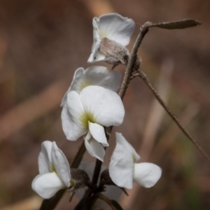 Hovea heterophylla at Murrumbateman, NSW - 9 Sep 2018