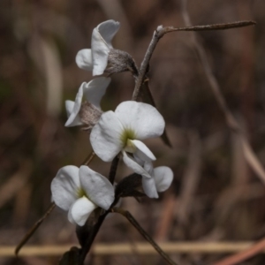 Hovea heterophylla at Murrumbateman, NSW - 9 Sep 2018