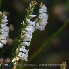 Epacris obtusifolia (Blunt-leaf Heath) at South Pacific Heathland Reserve - 31 Aug 2018 by CharlesDove