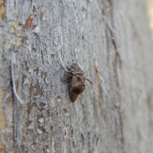 Cicadellidae (family) at Dunlop, ACT - 7 Sep 2018